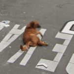 Accidental animals